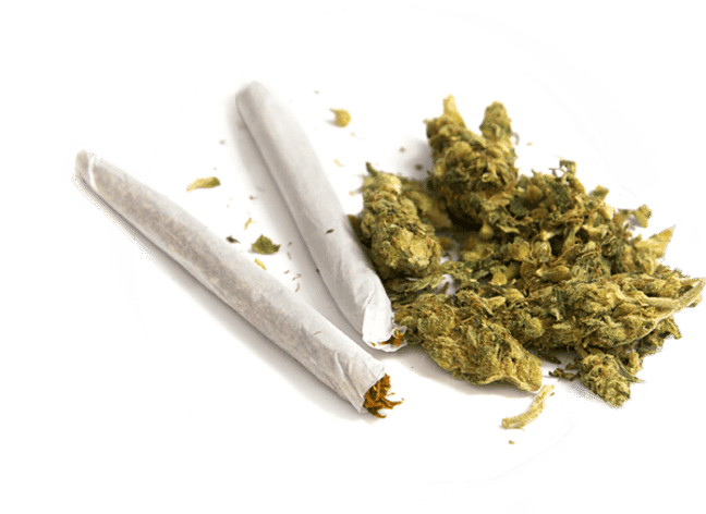 Cannabis and Pre-Rolled Joints Cannabis buds with pre-rolled joint on white plate, dispensary product.