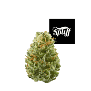 Cannabis bud with Spliff Nation logo in the background.