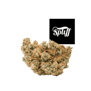 High-quality cannabis bud at Spliff Nation dispensary in Los Angeles.