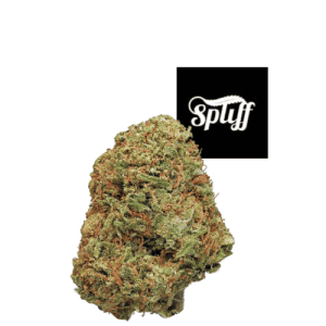 Cannabis bud from Spliff Nation Dispensary, high-quality and fresh.