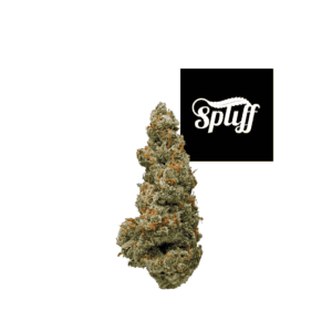 Premium cannabis bud at Spliff Nation Dispensary in Los Angeles.