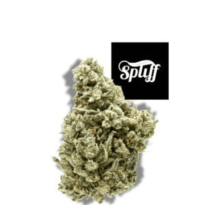 Premium cannabis bud from Spliff Nation Dispensary in Los Angeles, CA