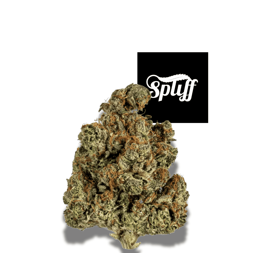 Trainwreck Cannabis Bud - Dispensary Quality Quality Trainwreck cannabis bud at Spliff Nation Dispensary, perfect for relaxation and stress relie.