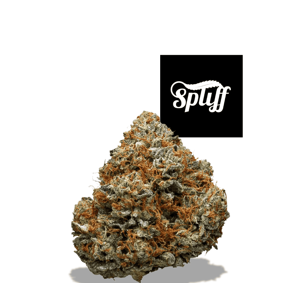 High-quality cannabis bud at Spliff Nation Dispensary in Los Angeles, CA
