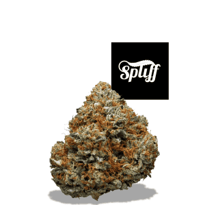 High-quality cannabis bud at Spliff Nation Dispensary in Los Angeles, CA