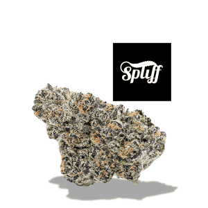 Premium Gelato hybrid cannabis bud at Dispensary, perfect for relaxation.