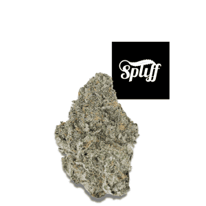 Permanent Marker hybrid cannabis flower 34.3% THC premium exotic bud from Spliff Dispensary Los Angeles, CA